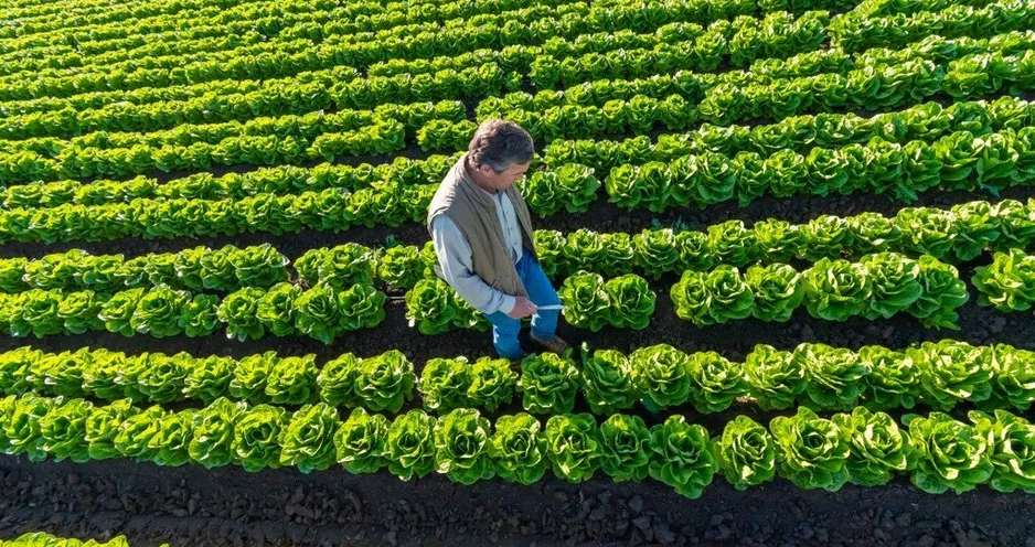 Farm-to-Table Movement